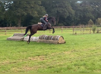 KWPN, Mare, 7 years, 16,1 hh, Brown