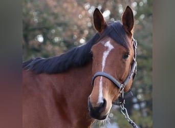 KWPN, Mare, 7 years, 16.1 hh, Brown-Light