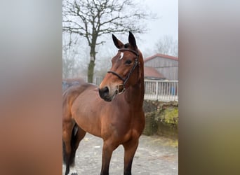 KWPN, Mare, 7 years, 16.1 hh, Brown