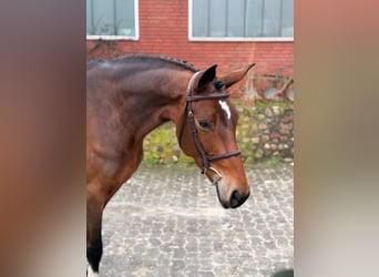 KWPN, Mare, 7 years, 16.1 hh, Brown