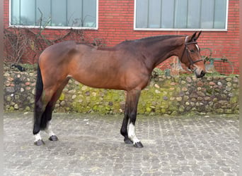 KWPN, Mare, 7 years, 16.1 hh, Brown