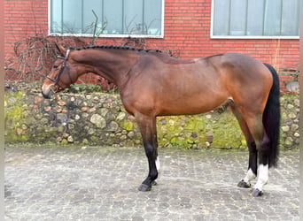 KWPN, Mare, 7 years, 16.1 hh, Brown