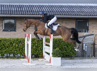 KWPN, Mare, 7 years, 16.1 hh, Brown