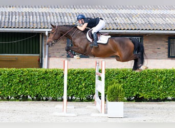 KWPN, Mare, 7 years, 16.1 hh, Brown