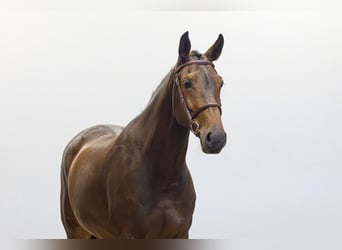 KWPN, Mare, 7 years, 16.1 hh, Brown