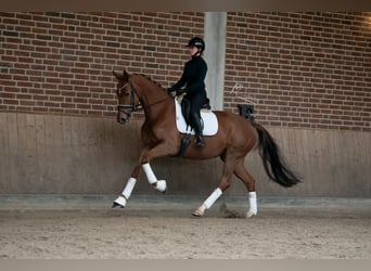 KWPN, Mare, 7 years, 16.1 hh, Chestnut