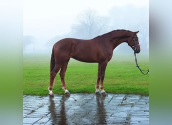 KWPN, Mare, 7 years, 16,1 hh, Chestnut