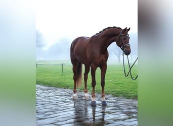 KWPN, Mare, 7 years, 16,1 hh, Chestnut