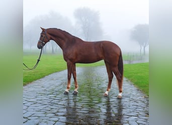 KWPN, Mare, 7 years, 16,1 hh, Chestnut