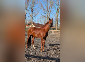KWPN, Mare, 7 years, 16.1 hh, Chestnut-Red