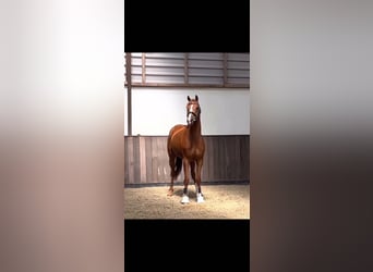 KWPN, Mare, 7 years, 16.1 hh, Chestnut-Red
