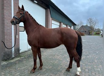 KWPN, Mare, 7 years, 16.1 hh, Chestnut-Red