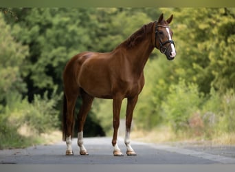KWPN, Mare, 7 years, 16.1 hh, Chestnut-Red