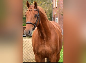 KWPN, Mare, 7 years, 16.1 hh, Chestnut