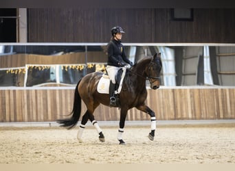 KWPN, Mare, 7 years, 16,1 hh