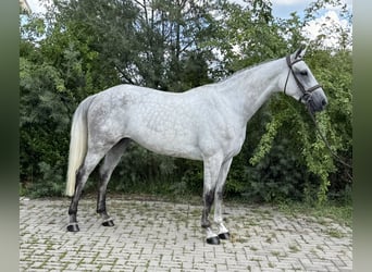 KWPN, Mare, 7 years, 16.1 hh, Grey