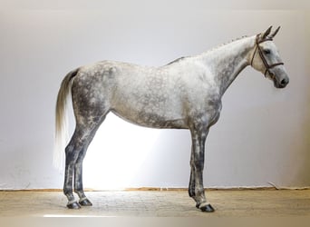 KWPN, Mare, 7 years, 16.1 hh, Grey