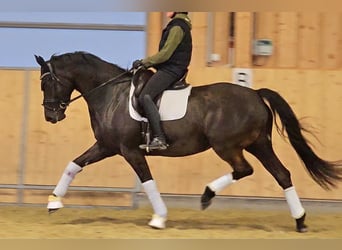 KWPN, Mare, 7 years, 16.1 hh, Smoky-Black