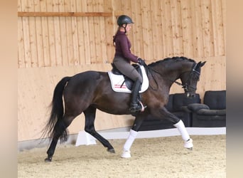 KWPN, Mare, 7 years, 16.1 hh, Smoky-Black