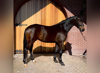 KWPN, Mare, 7 years, 16,2 hh, Bay