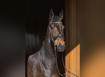 KWPN, Mare, 7 years, 16,2 hh, Bay