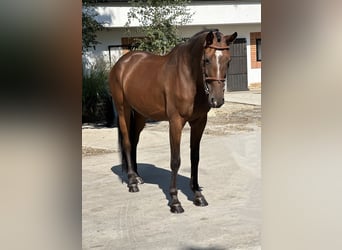 KWPN, Mare, 7 years, 16,2 hh, Bay