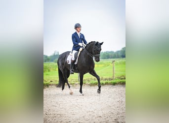 KWPN, Mare, 7 years, 16,2 hh, Black