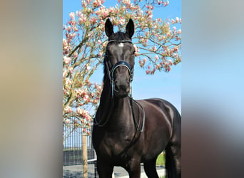 KWPN, Mare, 7 years, 16,2 hh, Black