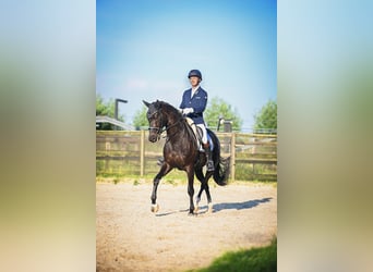 KWPN, Mare, 7 years, 16,2 hh, Black