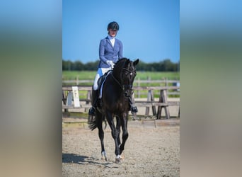 KWPN, Mare, 7 years, 16,2 hh, Black