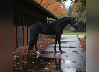 KWPN, Mare, 7 years, 16.2 hh, Black