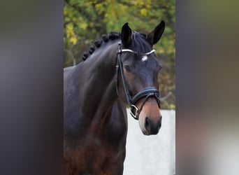 KWPN, Mare, 7 years, 16,2 hh, Brown