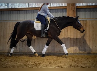 KWPN, Mare, 7 years, 16,2 hh, Brown