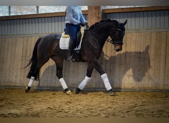 KWPN, Mare, 7 years, 16,2 hh, Brown