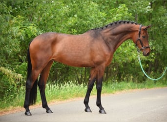 KWPN, Mare, 7 years, 16.2 hh, Brown