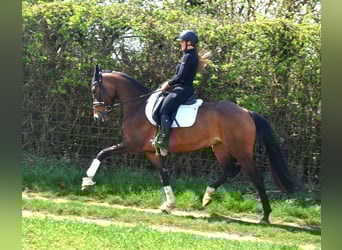 KWPN, Mare, 7 years, 16.2 hh, Brown
