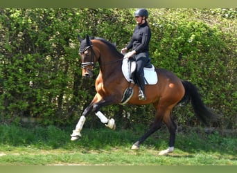 KWPN, Mare, 7 years, 16.2 hh, Brown