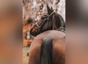 KWPN, Mare, 7 years, 16.2 hh, Brown