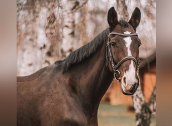 KWPN, Mare, 7 years, 16.2 hh, Brown