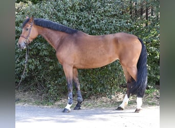 KWPN, Mare, 7 years, 16.2 hh, Brown