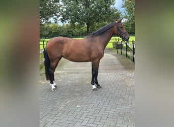 KWPN, Mare, 7 years, 16,2 hh, Brown