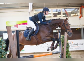 KWPN, Mare, 7 years, 16,2 hh, Brown