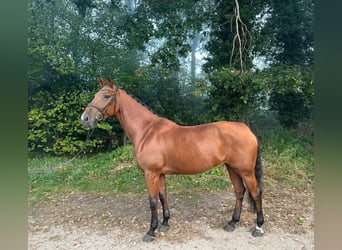 KWPN, Mare, 7 years, 16.2 hh, Brown