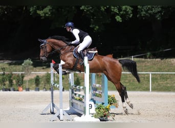 KWPN, Mare, 7 years, 16.2 hh, Brown