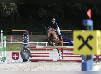 KWPN, Mare, 7 years, 16.2 hh, Brown
