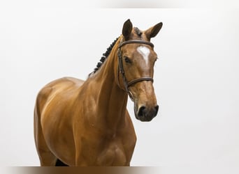 KWPN, Mare, 7 years, 16.2 hh, Brown