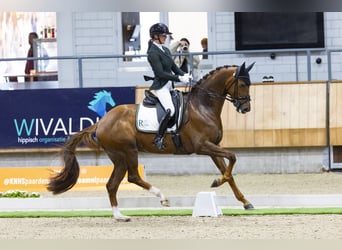 KWPN, Mare, 7 years, 16.2 hh, Chestnut