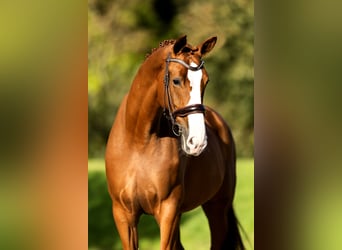 KWPN, Mare, 7 years, 16.2 hh, Chestnut-Red