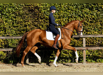KWPN, Mare, 7 years, 16.2 hh, Chestnut-Red