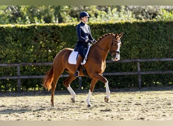 KWPN, Mare, 7 years, 16.2 hh, Chestnut-Red